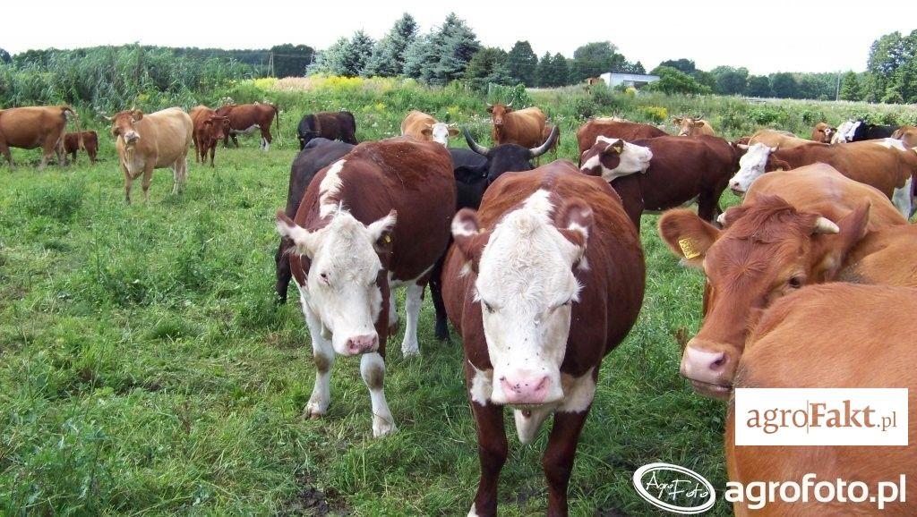 .pl https://www..pl Najmniejsze prawdopodobieństwo wystąpienia grzybicy będzie u bydła przebywającego większość dnia na pastwiskach i wybiegach. (fot. AgroFoto.