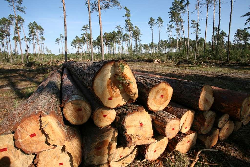Dłużyca z niemal w całości zniszczonego