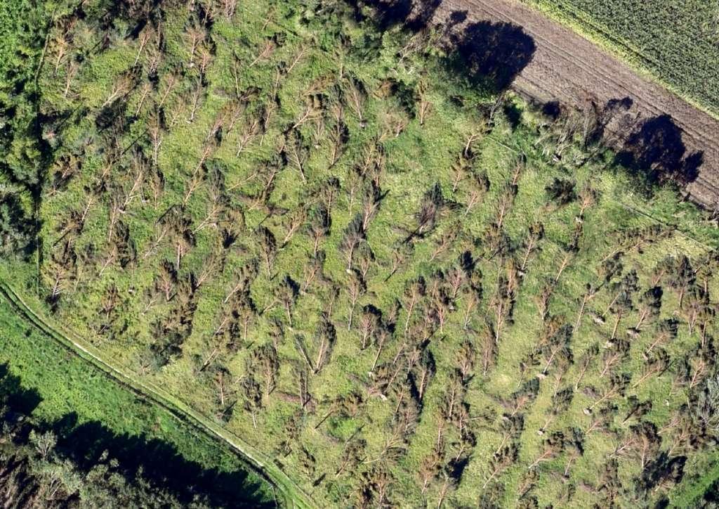 Zniszczona plantacja
