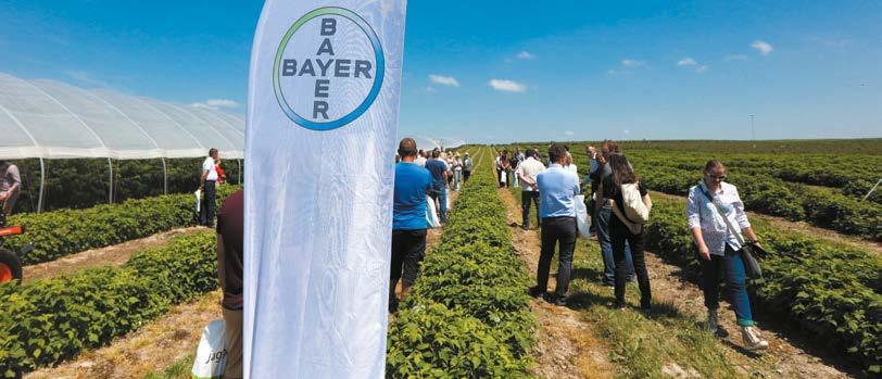 Ochrona malin stała się łatwiejsza Firma Bayer od początku uczestniczy w projekcie Malinowe Factory. Prawie każdego roku sadowników dotyka nawracający problem chorób grzybowych.