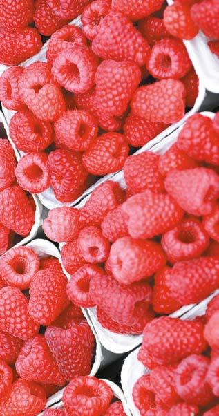 FUNGICYD DO ZWALCZANIA RDZY MALINY I ZAMIERANIA PĘDÓW Od początku bieżącego sezonu producenci malin mogą korzystać także z fungicydu Luna Experience 400 SC do zwalczania chorób, takich jak zamieranie