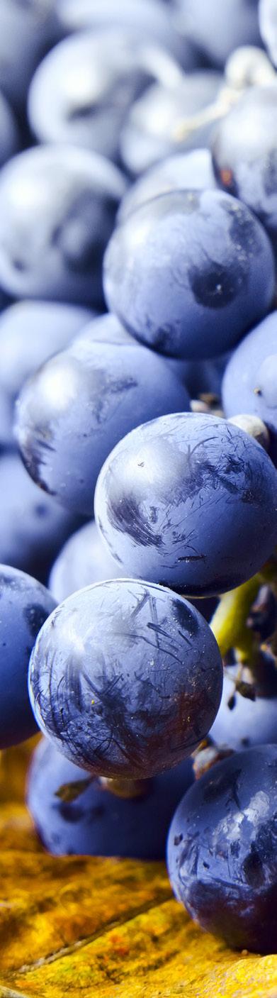 Winogrona, dla których Eurostat prowadzi odrębną klasyfikację były liderem pod względem wielkości produkcji wśród owoców w Europie. W 2017 r. wyprodukowano 24 mln ton winogron.