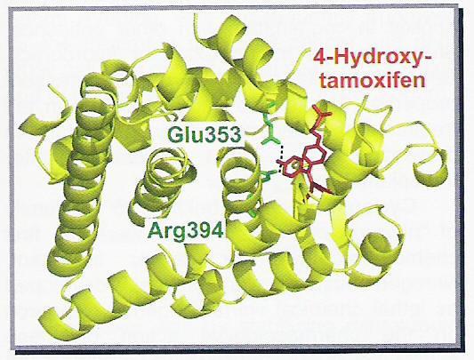 Tamoksyfen Modulator receptora estrogenowego, przeciwko rakowi piersi Tamoxifen projektowany jako lek antykoncepcyjny wywoływał owulację.