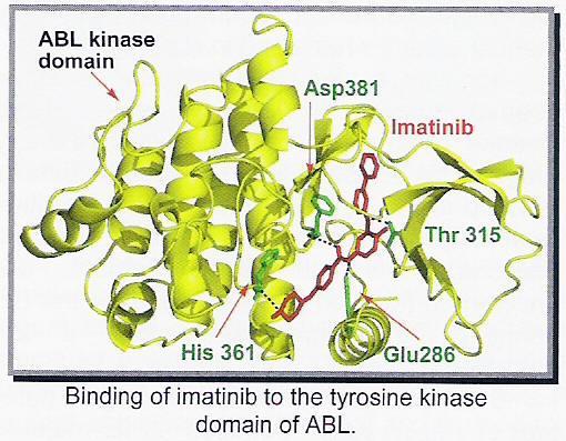 Imatynib (Gleevec ) Selektywny inhibitor kinazy BCR-ABL białaczka szpikowa, nowotwory przewodu pokarmowego Imatinib Blokuje też inne kinazy np.
