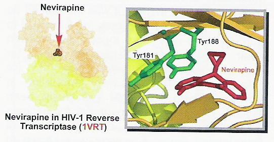 Newirapina nienukleozydowy inhibitor odwrotnej transkryptazy (RT), wirus HIV (AIDS), stosowany w kombinacji z innymi lekami