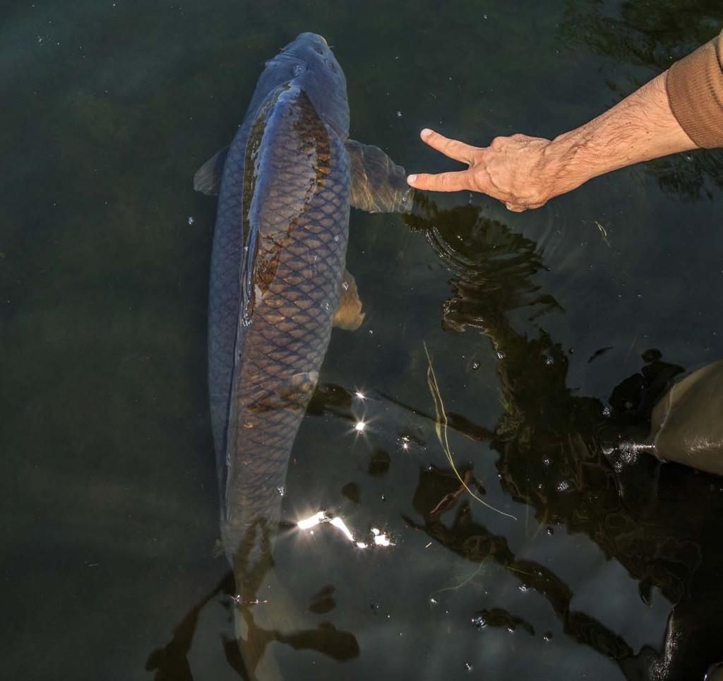 Imperial Fishing 2018 - way back home! Imperial Fishing 2018 - way back home!