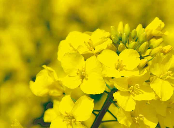 Z nami ciesz się plonami! ADLER AGRO 