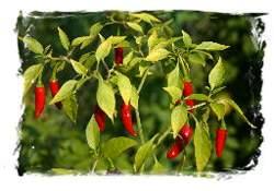 SOS SAMBAL OELEK Chili Paste サンバル Kod 3319 gt 750 ml x (6 w kart.