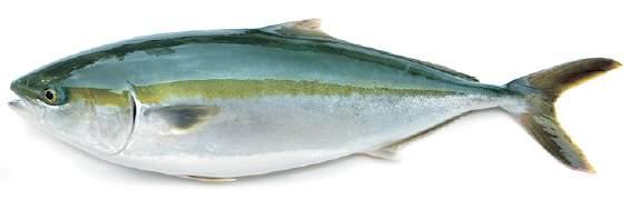 Świeży filet HAMACHI