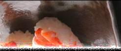 ) Uo Kichi IKA NA TACCE na nigiri ヤリイカスライス Kod 1027 20 szt/200