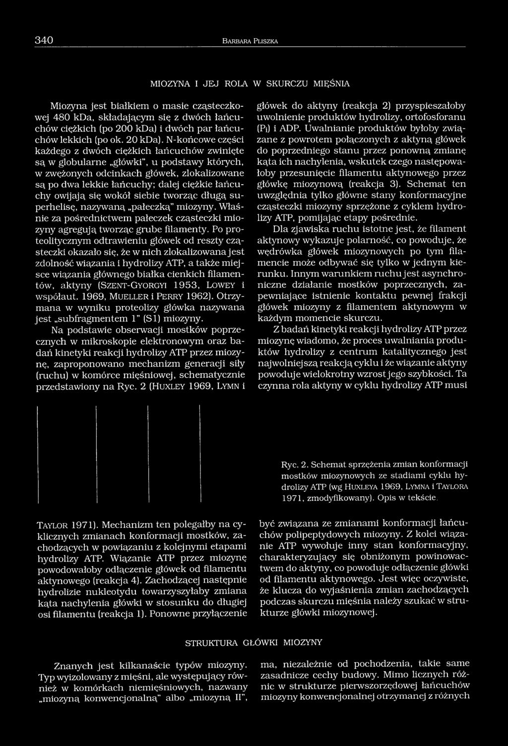 N-końcowe części każdego z dwóch ciężkich łańcuchów zwinięte są w globularne główki, u podstawy których, w zwężonych odcinkach główek, zlokalizowane są po dwa lekkie łańcuchy; dalej ciężkie łańcuchy