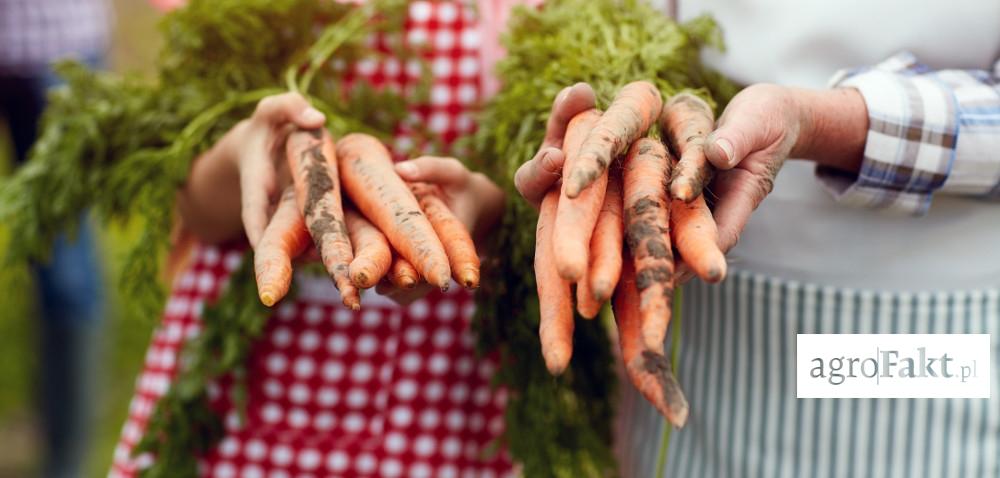 https://www. Ceny warzyw: czy spowodują ograniczenie upraw? Autor: Ewa Ploplis Data: 29 marca 2017 Ceny warzyw do konsumpcji i przetwórstwa są niższe w porównaniu z poprzednimi sezonami.