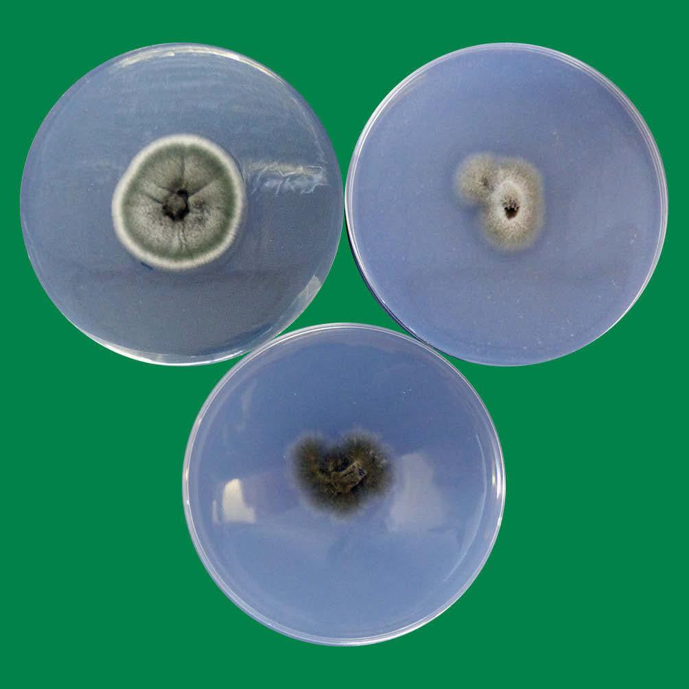 Cladosporium herbarum 65 Fot. 49.