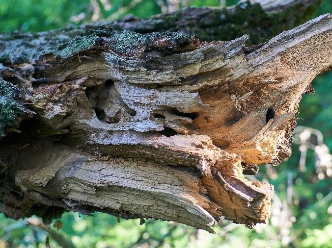 , średnica 89 cm, stan zdrowotny 3 Drzewo nr 39, 5.3''N 2.6''E, dąb szypułkowy Q., średnica 93 cm, stan zdrowotny 3 Drzewo nr 70, 1.9''N 1.4''E, dąb szypułkowy Q.