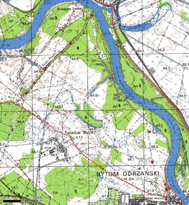 Okolice Przyborowa w gm. Nowa Sól, skupisko okazałych dębów szypułkowych na prawym brzegu Odry, 51 47'50.9''N 15 44'48.8''E, okazały dąb szypułkowy Q.