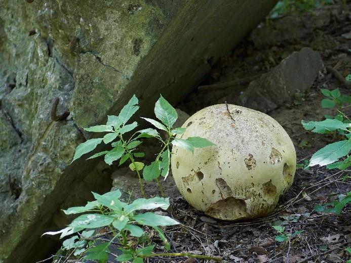 Lakownica żółtawa Ganoderma lucidum. (Curtis) P. Karst. 1881. Grzyb saprotroficzny, występujący na martwym drewnie lub pasożytniczy, atakujący drzewa osłabione lub uszkodzone.