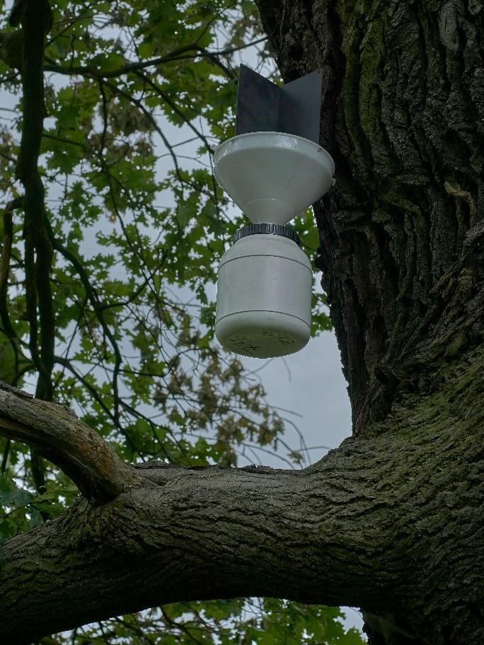Każde badane drzewo scharakteryzowano pod względem gatunku, średnicy, stanu zdrowia wg pięciostopniowej skali Pacyniaka (1992; Ryc.