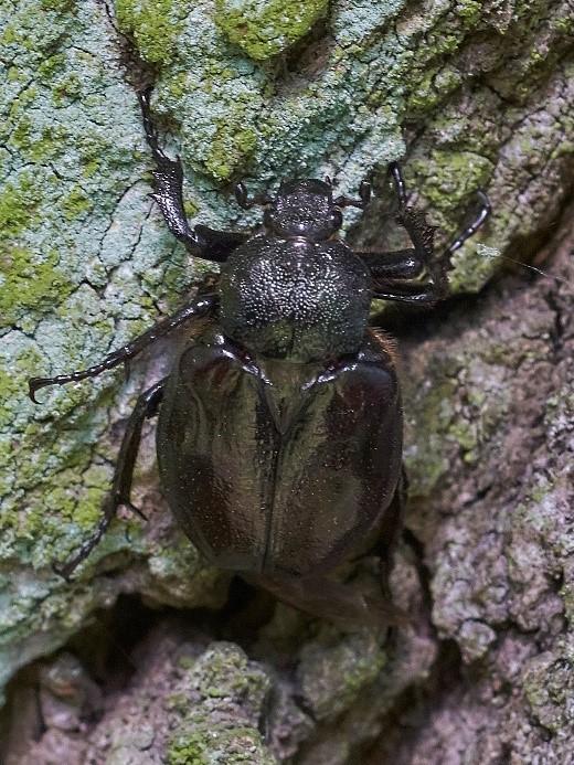 2.3 Podstawowe informacje na temat gatunków podlegających badaniom Niniejsze rozpoznanie gatunków związanych z sędziwymi drzewami w obszarze Natura 2000 Nowosolska Dolina Odry w granicach gminy Bytom