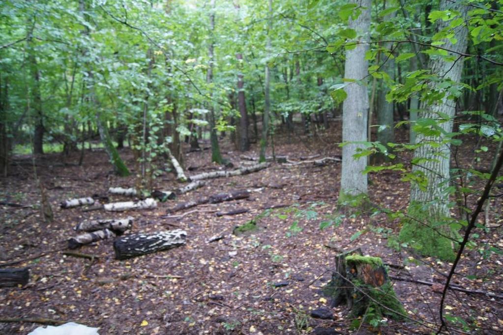 Badania prowadzone były na terenie porośniętym przez las grabowo dębowy wchodzący w skład grądu środkowoeuropejskiego (Galio sylvatici-carpinetum betuli) (Fot. 2).