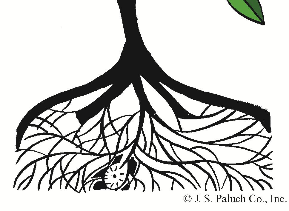 In our tradition, God s favoured tree is the holy catholic church, called to be a welcoming family, source of both enlightenment and comfort to people of all nations.