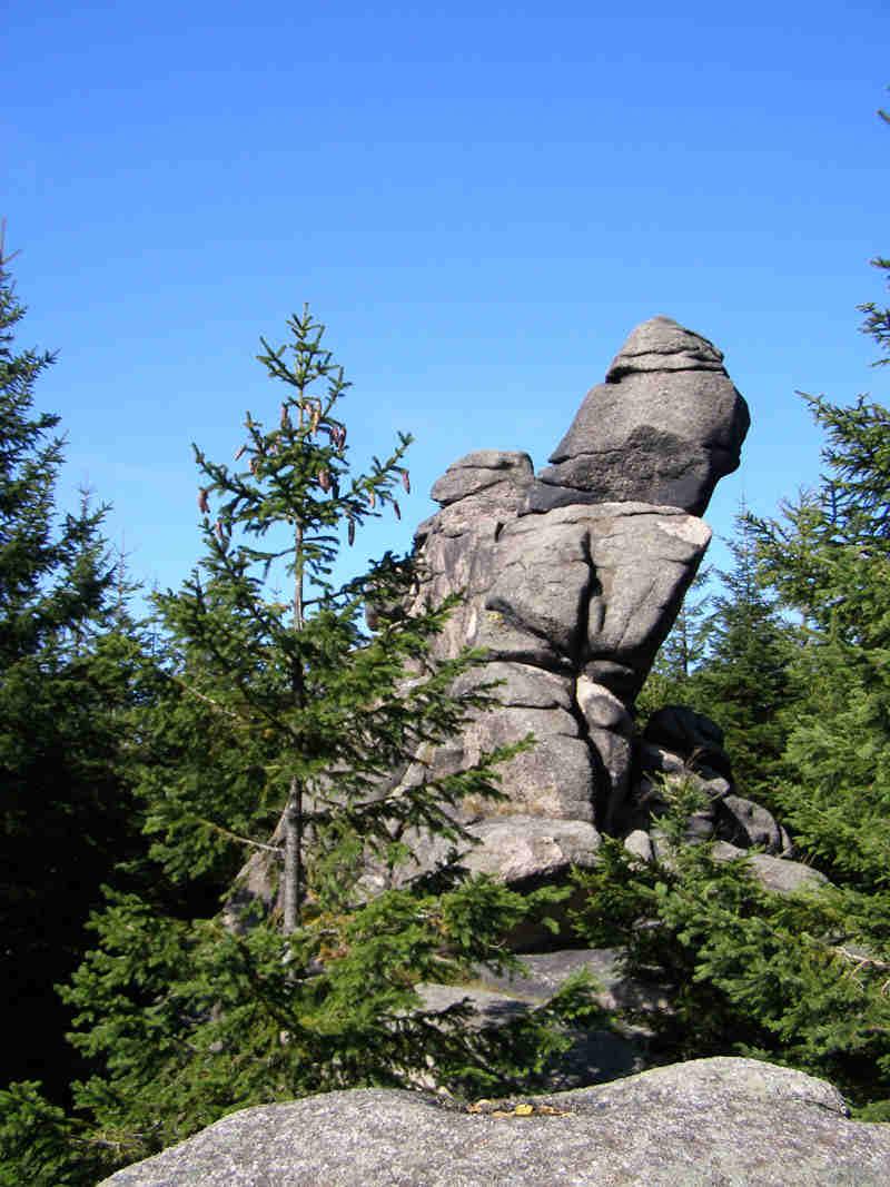 Młodym lasem oba szlaki schodzą w rejonie przełęczy pod Bobrzakiem do Starego Traktu Kamiennogórskiego.