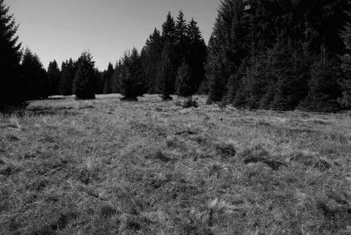 Z kolei zbiorowisko Picea abies- Carex brizoides to bór świerkowy z masowym udziałem ekspansywnej turzycy Carex brizoides.