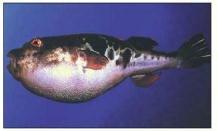 Copyright 2002, Bruce Alberts, Alex Corradi N, Slamovits C H Briefings in