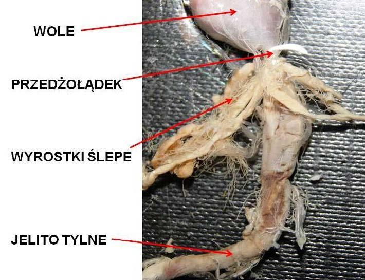 Jelito tylne zakończone jest odbytnicą. Po wyjęciu całego układu pokarmowego na grzbietowej stronie ciała widoczne są worki powietrzne (Fig. 7).