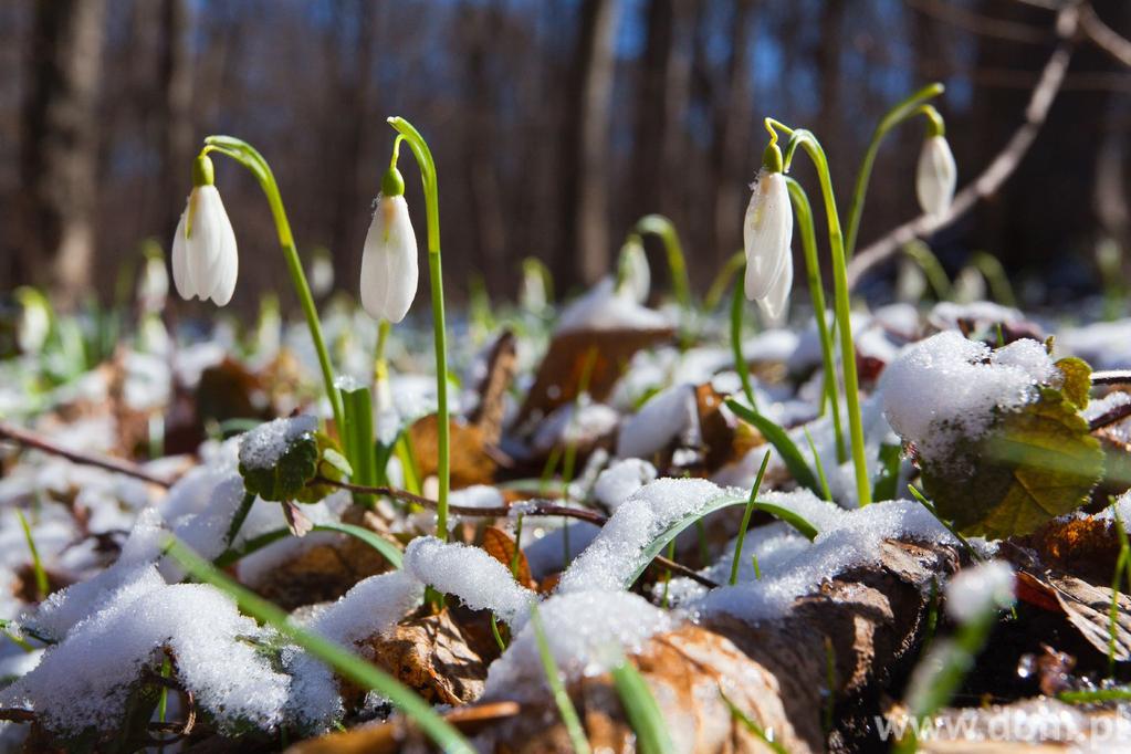 Śnieżyczka przebiśnieg: jak uprawiać przebiśniegi w ogrodzie?