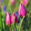Narcyz (botaniczny), Tulipan (botaniczny).