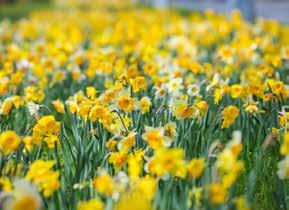 Potem cieszy oczy bardzo piękne połączenie białych i żółtych narcyzów z różowymi tulipanami uatrakcyjniającymi ostatnie stadium kwitnienia.
