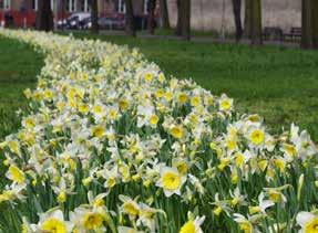 FlowerYourPlace 16 Mieszanki cebul kwiatowych SUNRISE WHITE Narcyz (miks odmian w