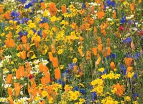 FlowerYourPlace 18 Mieszanki nasion AURORA CZAS SIEWU: kwiecień-maj. Aurora to spektakularna kompozycja o bardzo dużej różnorodności kolorów i kształtów kwiatów i kwiatostanów.