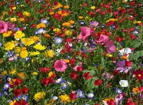 Taka sceneria jest bardzo atrakcyjna estetycznie i stanowi źródło nektaru i pyłku dla owadów takich jak motyle, pszczoły, trzmiele. Składa się z 40 gatunków/odmian kwiatów.