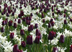 FlowerYourPlace 6 Mieszanki cebul kwiatowych ANNA Narcyz (miks odmian), Tulipan