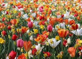 Ciekawa i wyróżniająca się kompozycja tulipanów i narcyzów w oryginalnej