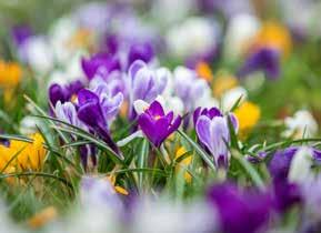 FlowerYourPlace 8 Mieszanki cebul kwiatowych COLOROSA Krokus, Narcyz botaniczny, Tulipan botaniczny,