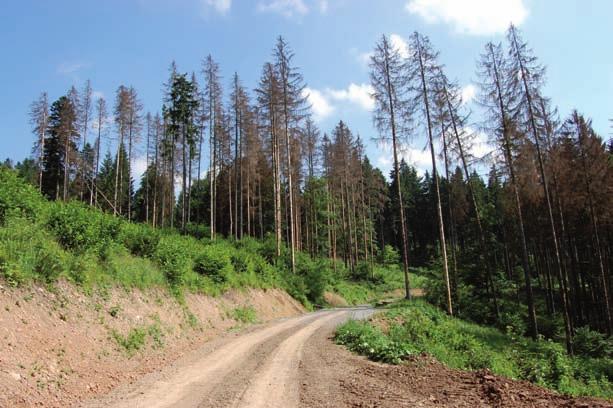 Sprístupnené porasty Objem náhodnej ťažby dreva sa v jednotlivých rokoch odvíjal od pôsobenia škodlivých činiteľov (obr. 12).
