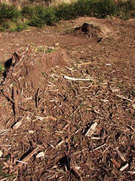 haluzina po kalamitnej ťažbe dreva boli na výmere 10,5 ha