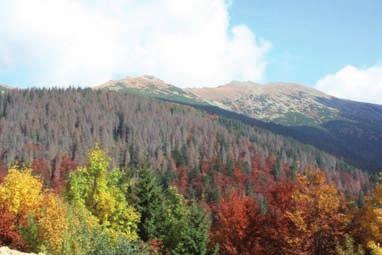 Vývoj hynutia smrečín na Slovensku od roku 2004 Nízke Tatry V Nízkych Tatrách sú vetrom a podkôrnym hmyzom najviac postihnuté územia obhospodarované Lesmi SR, š. p. Banská Bystrica (OZ Liptovský Hrádok, OZ Beňuš a OZ Čierny Balog).