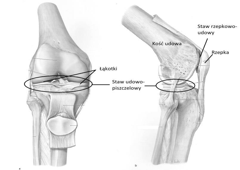 MEDYCZNE WYMIARY DOBROSTANU Słowa kluczowe: więzadło krzyżowe tylne, uszkodzenie, uraz, rehabilitacja, fizjoterapia Key words posterior cruciate ligament, injury, trauma, rehabilitation,
