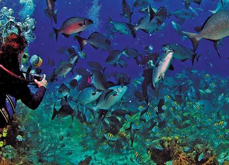 Uważana jest za jeden z siedmiu podwodnych cudów świata. Oprócz rafy barierowej niemal każda z ponad 200 wysp i wysepek archipelagu, zwanych tutaj caye, ma swoją własną, tętniąca życiem rafę.