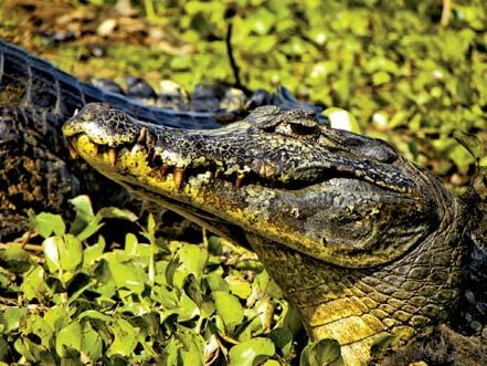 transfer do hotelu, zakwaterowanie w hotelu i czas wolny do dyspozycji uczestników wycieczki. Nocleg w Manaus. Podczas pobytu w Amazonii zapewnione jest pełne wyżywienie (śniadania, lunch, kolacja).