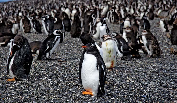 La Paz Brasilia BOLIWIA Ocean Spokojny CHILE PARAGWAJ ARGENTYNA URUGWAJ BRAZYLIA Buenos Aires Falklandy Ocean