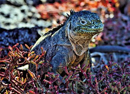 Marchena Santiago Galapagos Fernandina Baltra Isabela Santa Cruz Santa Fe Rejs San Cristobal Floreana Espanola II OPCJA: 6 dni zwiedzania Wysp Galapagos z noclegami w hotelach.