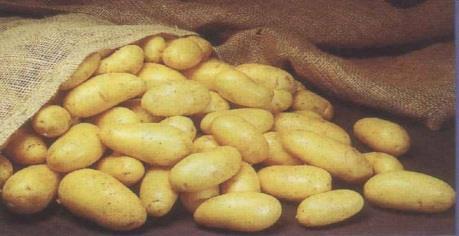 Elementy agrotechniki - % udział w tworzeniu plonu ziemniaka i jego jakości Zmianowanie - 10 % Uprawa roli - 10