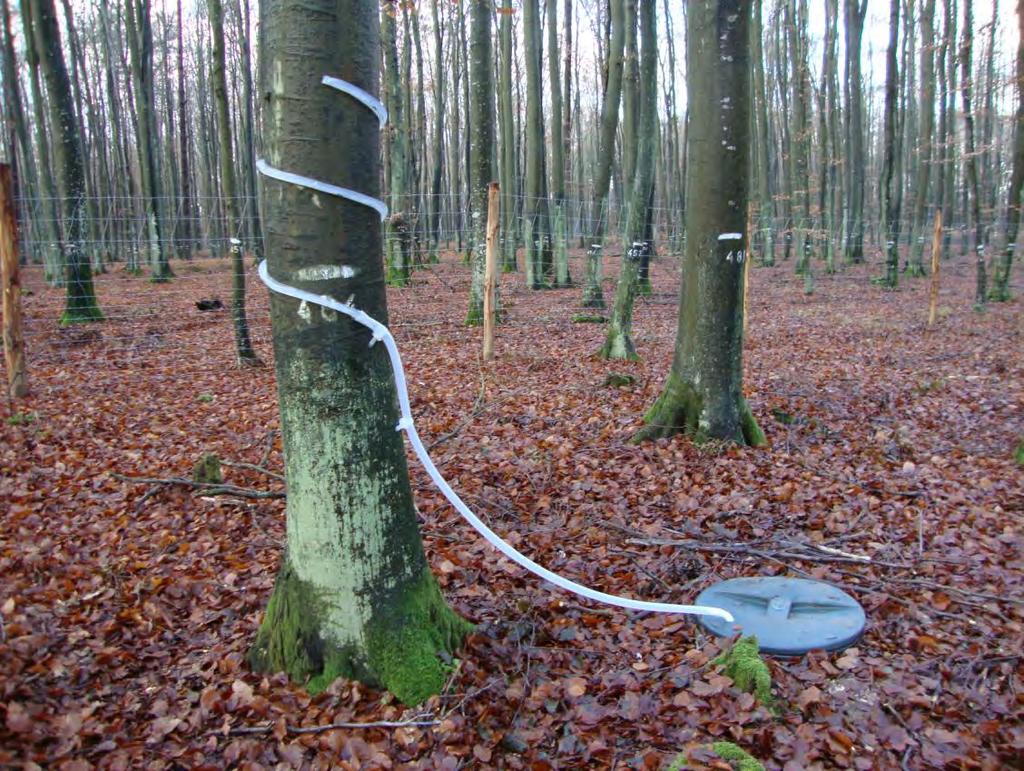 powierzchni monitoringu intensywnego nr 26 w Nadleśnictwie Strzałowo