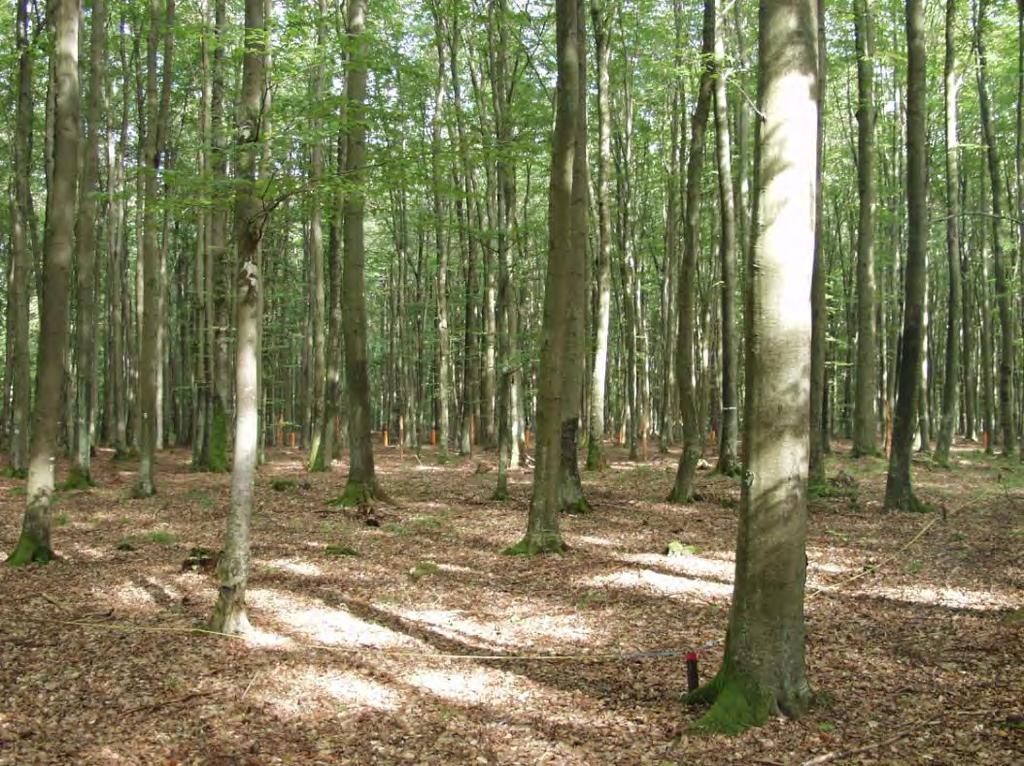 Dokumentacja fotograficzna powierzchni monitoringu