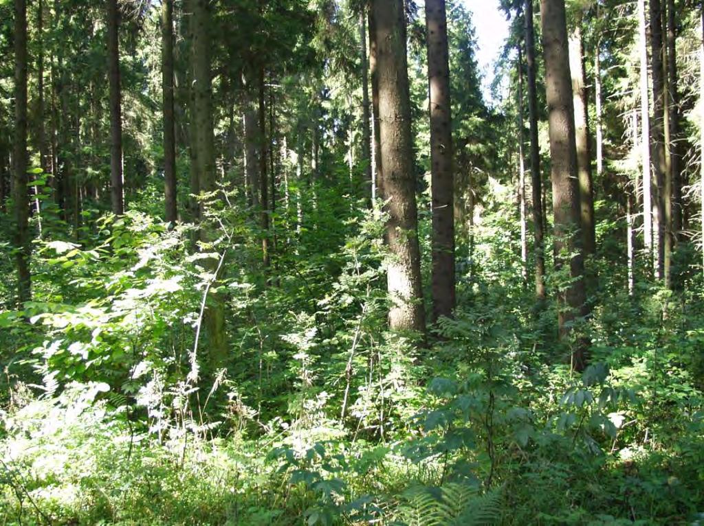 Powierzchnia nr 71/15 (UE 116) w Nadleśnictwie