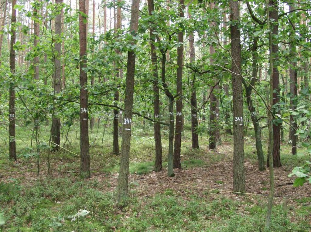 w Nadleśnictwie Łąck. Fot. 8.